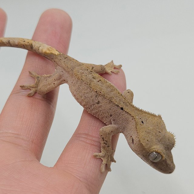 슈퍼달마시안 달마시안