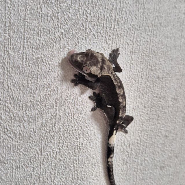 아잔틱