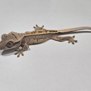 노멀 풀핀 화이트