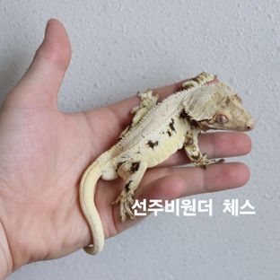 선주비원더님 체스 개체
