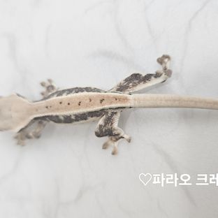 풀핀 릴리화이트 화이트