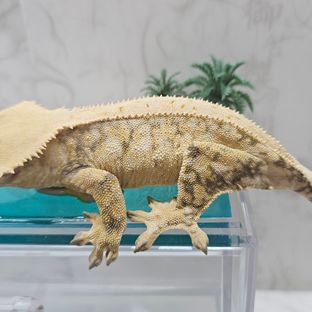 풀핀 옐로우 화이트 노멀