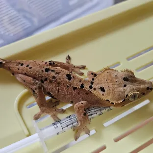 달마시안 슈퍼달마시안