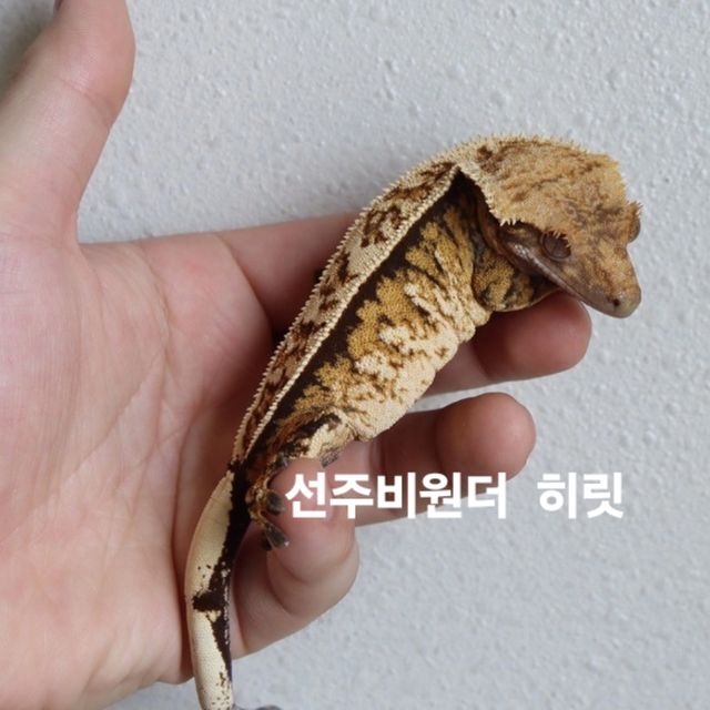 노멀