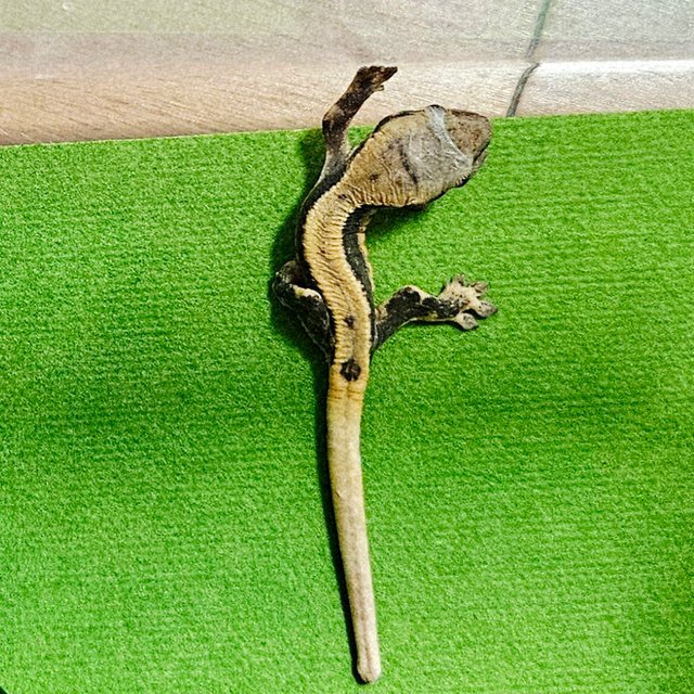 릴리화이트 화이트 풀핀 쿼드