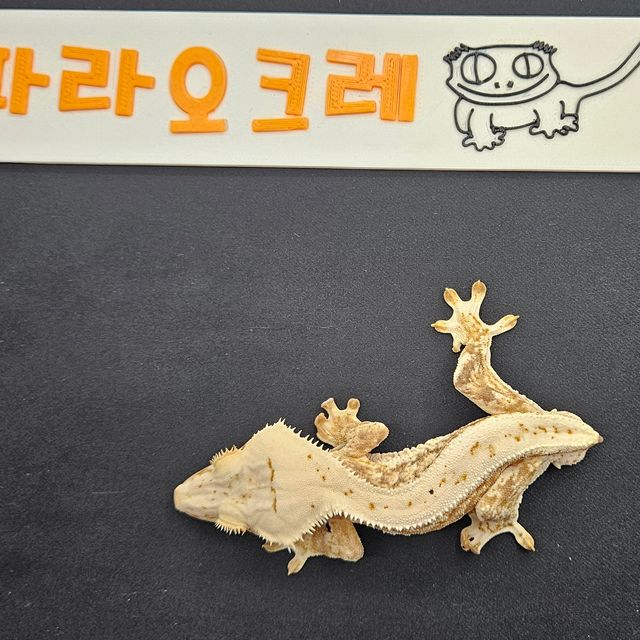 릴리화이트 크림시클