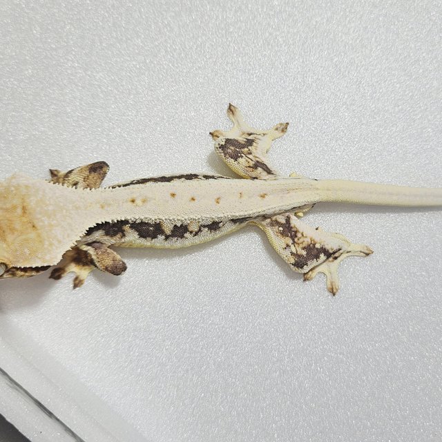 핀스트라이프 화이트 풀핀 화이트핀 릴리화이트 화이트포트홀