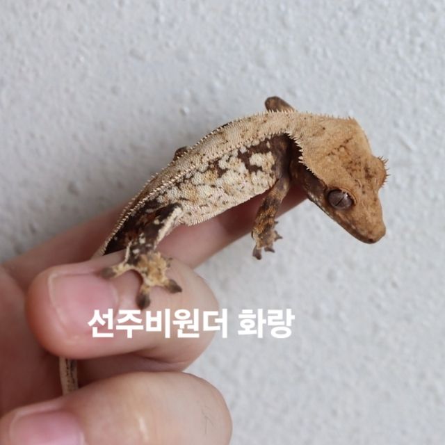 노멀
