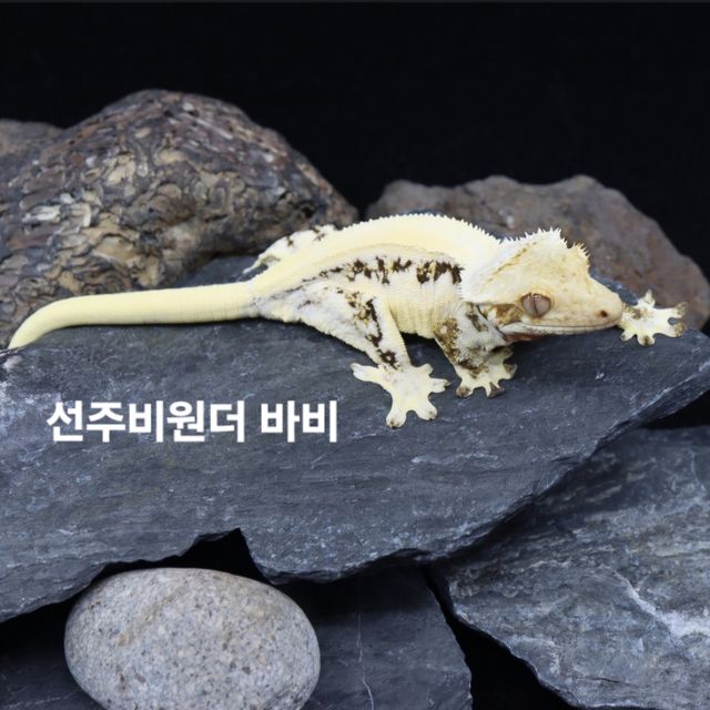 릴리화이트