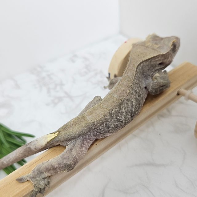 카푸치노 다크 블랙 챠콜