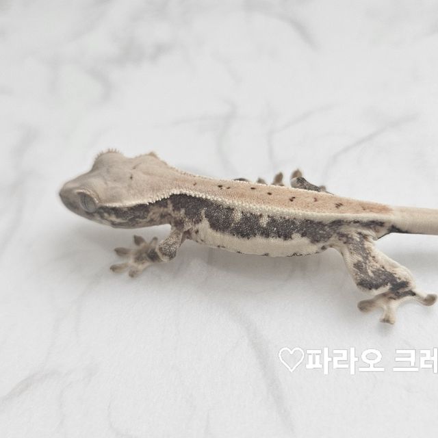 풀핀 릴리화이트 화이트