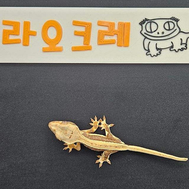 릴리화이트 풀핀