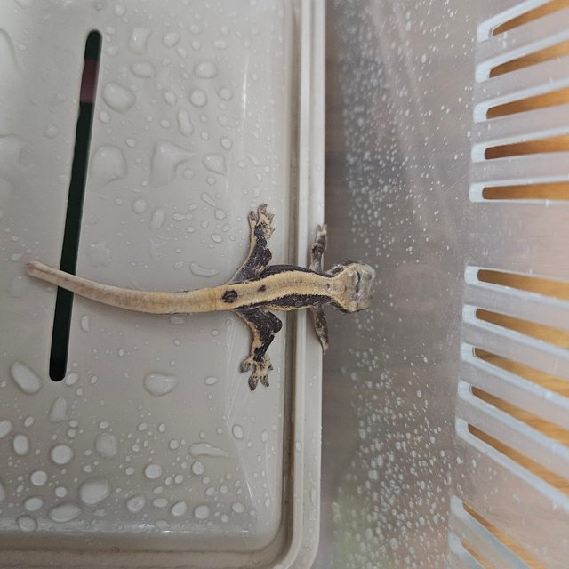 릴리화이트 화이트 풀핀 쿼드