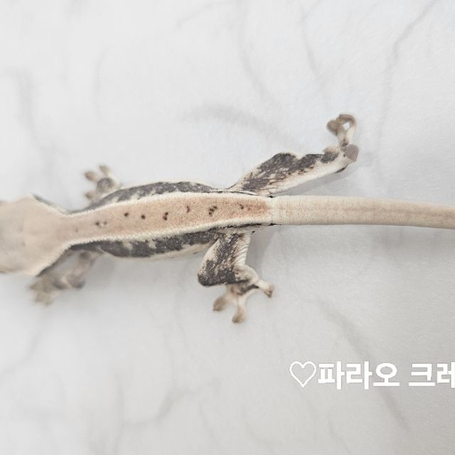 풀핀 릴리화이트 화이트
