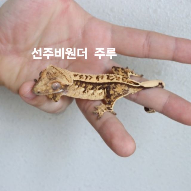 노멀