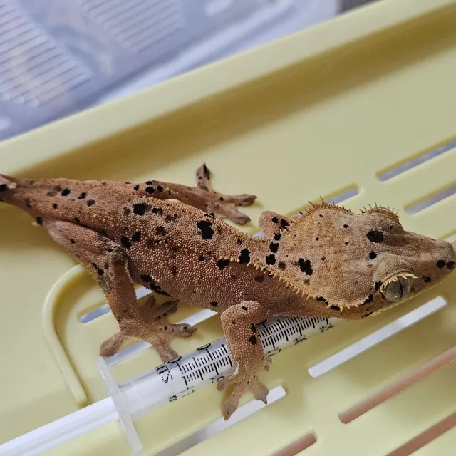 달마시안 슈퍼달마시안