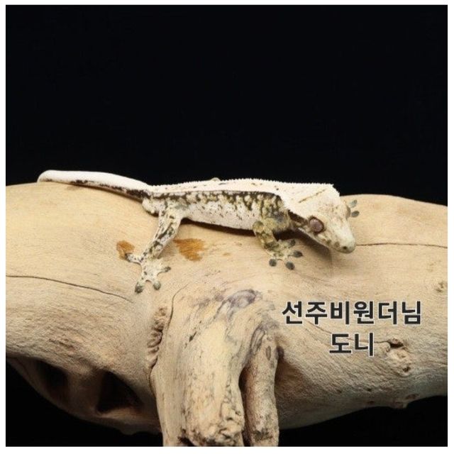 노멀