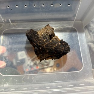 리핀리치스 헷 멜라니스틱 코기스