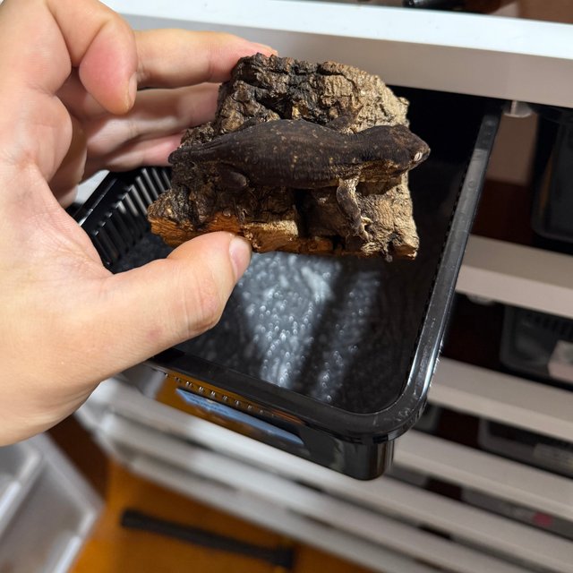 멜라니스틱 프리델