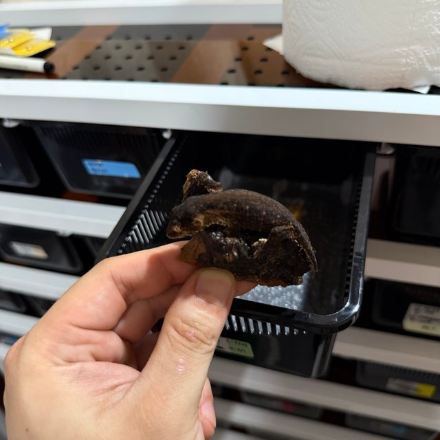 멜라니스틱 프리델