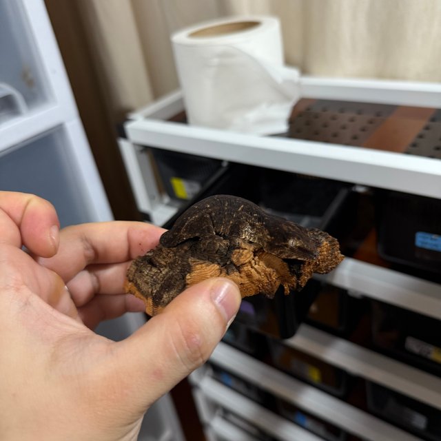 멜라니스틱 프리델