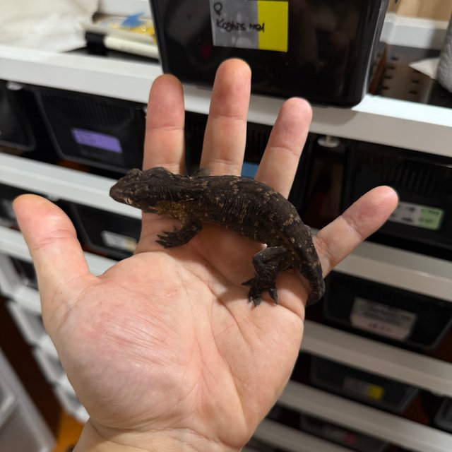 멜라니스틱 코기스