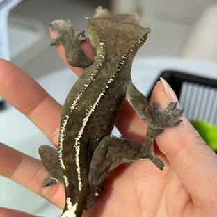 아잔틱 화이트핀