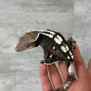 루이