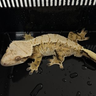 노멀 트라이 화이트스팟 익스트림할리퀸