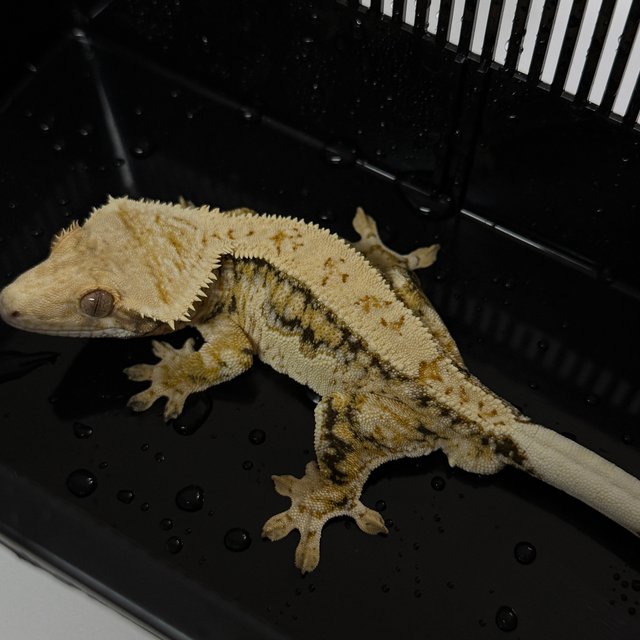 노멀 트라이 핀스트라이프 익스트림할리퀸 화이트스팟 드리피