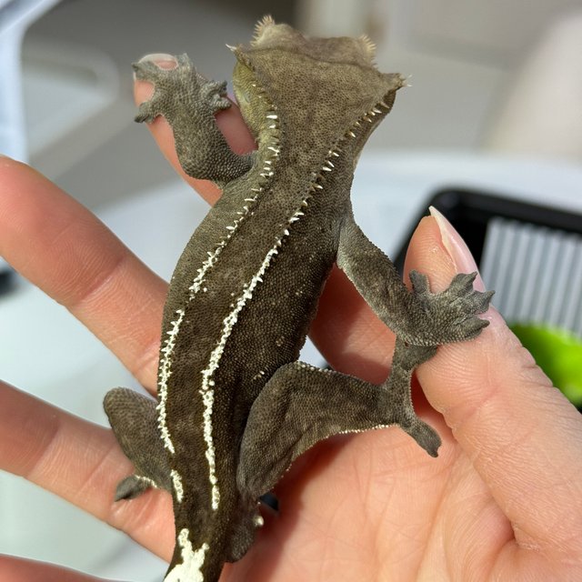 아잔틱 화이트핀