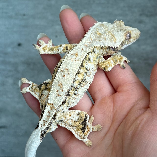 노멀 트라이 핀스트라이프 익스트림할리퀸 화이트스팟 드리피