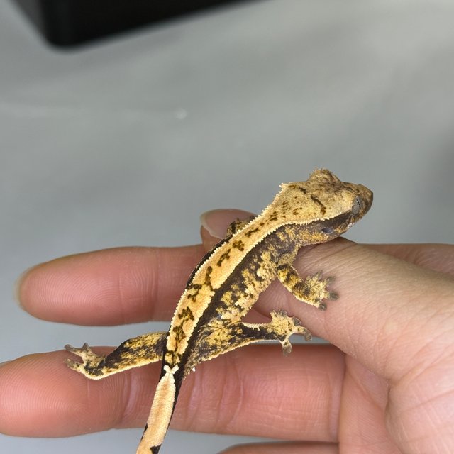 노멀 화이트스팟 핀스트라이프 익스트림할리퀸