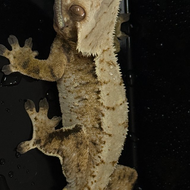 노멀 트라이 화이트스팟 익스트림할리퀸