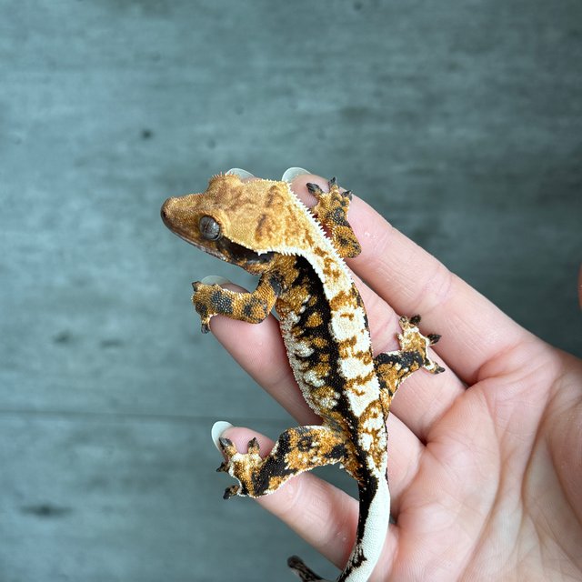 노멀 트라이 익스트림할리퀸 화이트스팟 드리피