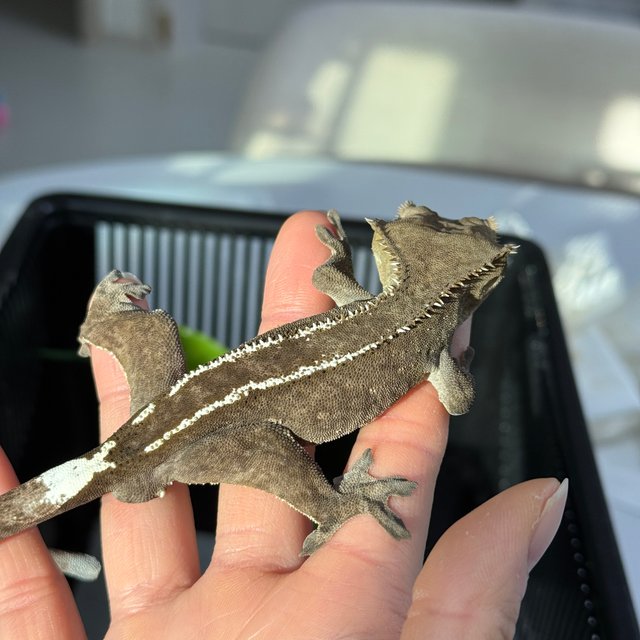 아잔틱 화이트핀