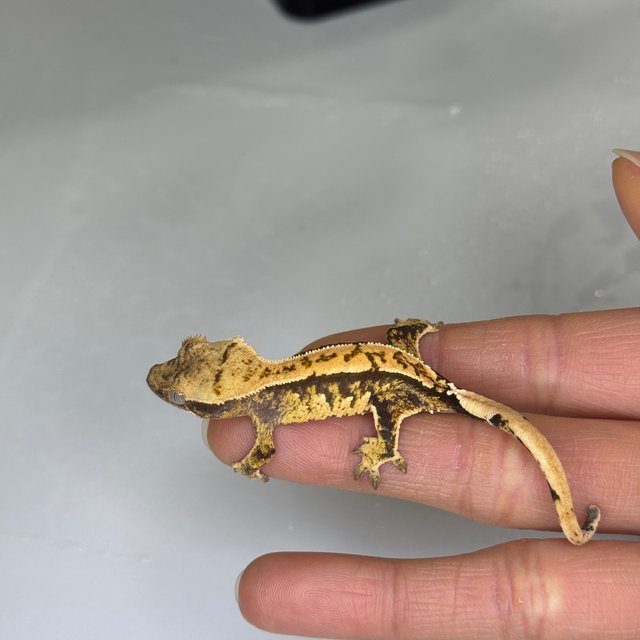 노멀 화이트스팟 핀스트라이프 익스트림할리퀸