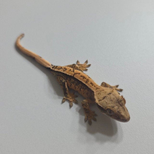 노멀 화이트스팟 핀스트라이프 익스트림할리퀸