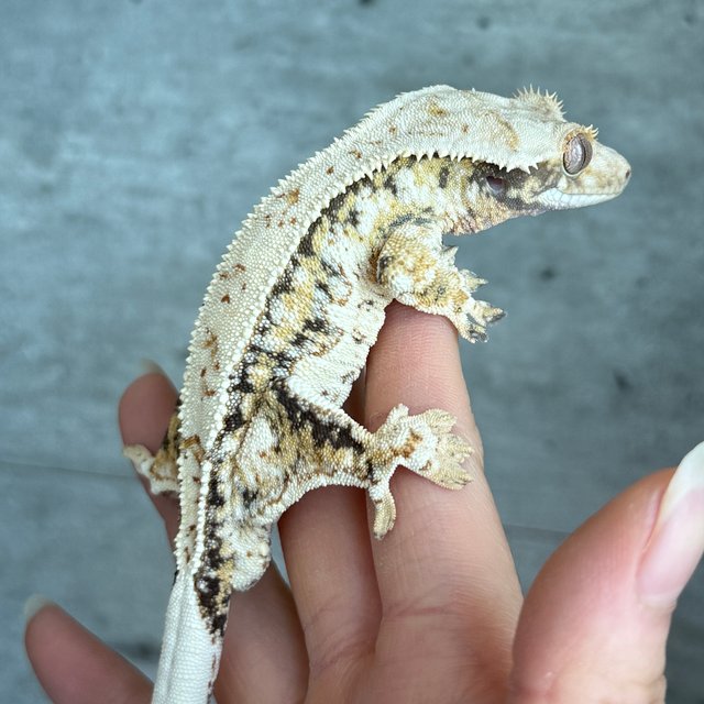 노멀 트라이 핀스트라이프 익스트림할리퀸 화이트스팟 드리피