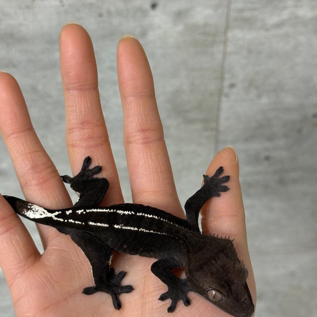 아잔틱 화이트핀