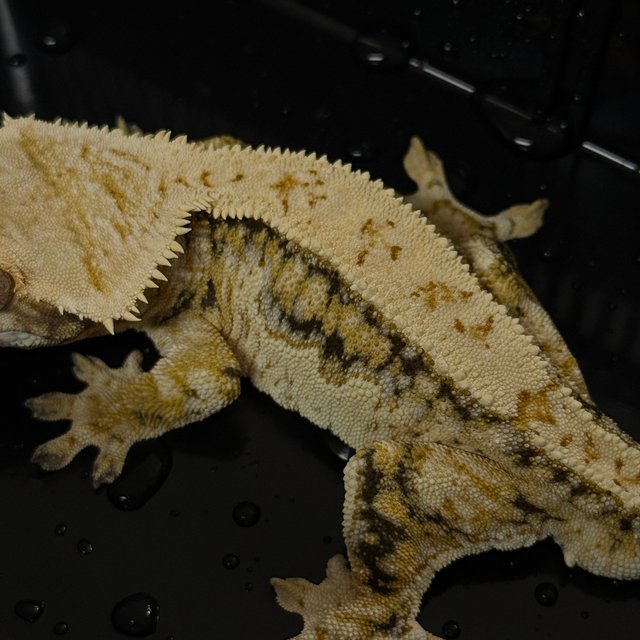 노멀 트라이 핀스트라이프 익스트림할리퀸 화이트스팟 드리피