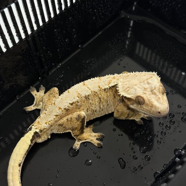 노멀 트라이 화이트스팟 익스트림할리퀸