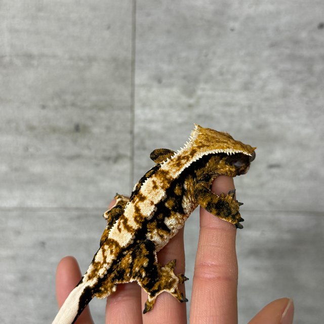 노멀 트라이 익스트림할리퀸 드리피 화이트스팟 텐저린