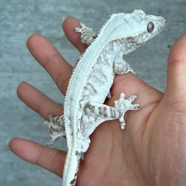 릴잔틱 풀핀 화이트핀 화이트