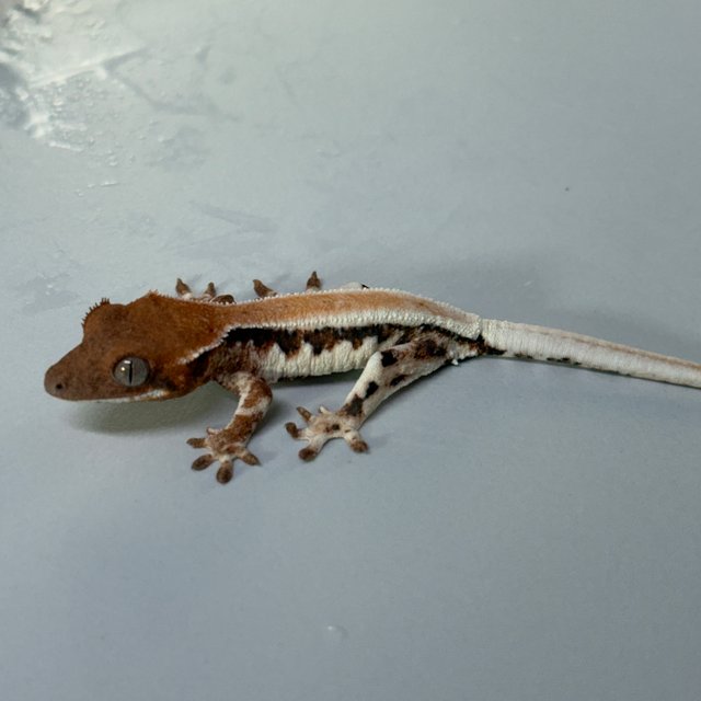 릴리 세이블 솔리드백 풀핀