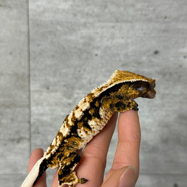 노멀 트라이 익스트림할리퀸 드리피 화이트스팟 텐저린