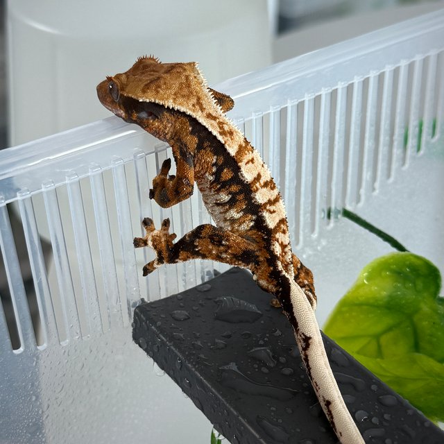 노멀 트라이 익스트림할리퀸 화이트스팟 드리피