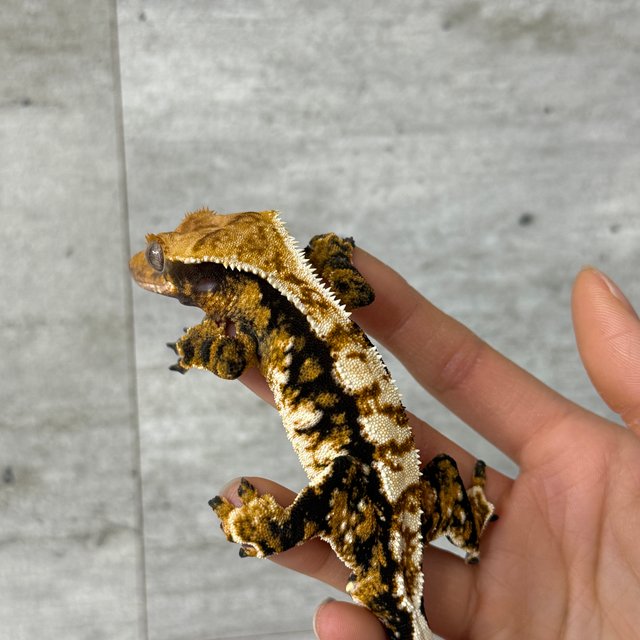 노멀 트라이 익스트림할리퀸 드리피 화이트스팟 텐저린