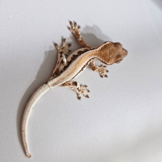 릴리 세이블 솔리드백 풀핀