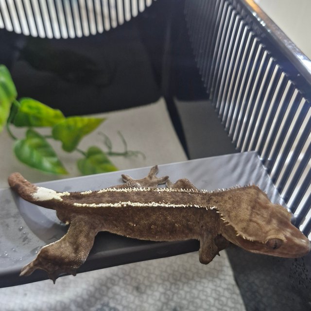 아잔틱 화이트핀